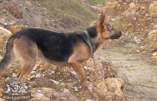 比利時(shí)特伏丹犬蛔蟲病怎么治 蛔蟲病治療方法