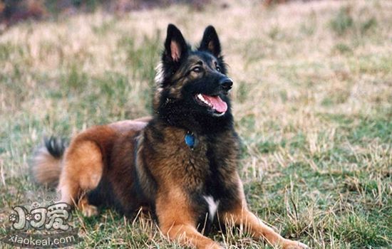 比利時(shí)特伏丹犬怎么訓(xùn)練 基礎(chǔ)訓(xùn)練技巧