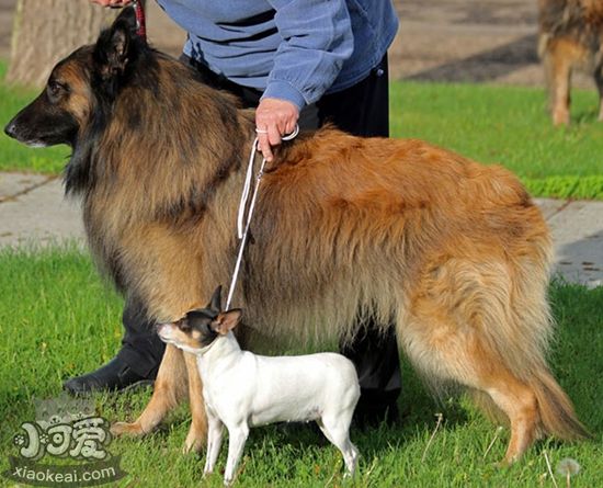 比利時(shí)特伏丹犬中暑怎么辦 中暑解決辦法