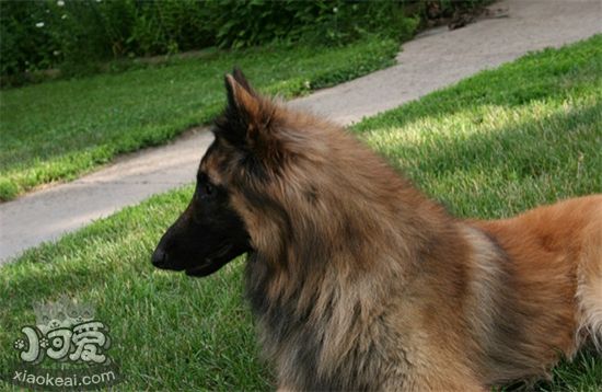 比利時特伏丹犬怎么訓練接飛盤 接飛盤訓練方法