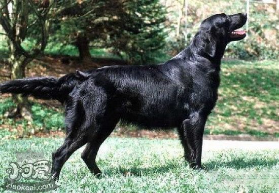 平毛尋回犬感冒怎么辦 平毛尋回獵犬感冒護理方法1