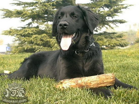 平毛尋回獵犬耳朵怎么清潔 平毛尋回犬耳朵護(hù)理方法1