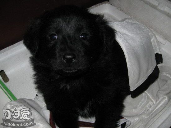 平毛尋回犬壞習(xí)慣怎么糾正 平毛尋回獵犬壞習(xí)慣糾正技巧1