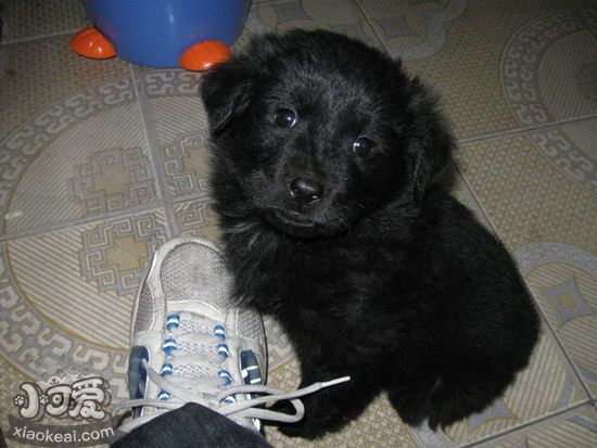 平毛尋回獵犬隨行怎么訓(xùn)練 平毛尋回犬出門隨行訓(xùn)練方法1