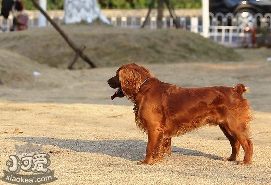 田野小獵犬怎么驅(qū)蟲 田野小獵犬寄生蟲防治方法1
