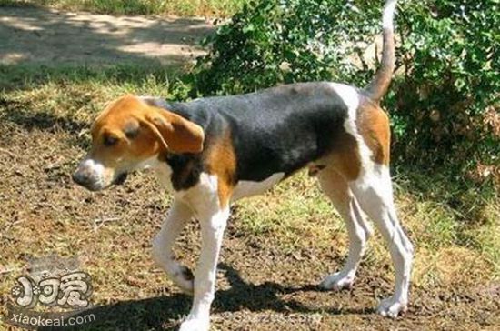 樹叢浣熊獵犬嘔吐怎么辦 樹叢浣熊獵犬嘔吐原因介紹