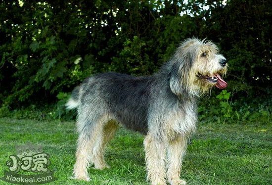 布雷獵犬有牙結(jié)石怎么辦 伯瑞犬牙結(jié)石預(yù)防治療方法1