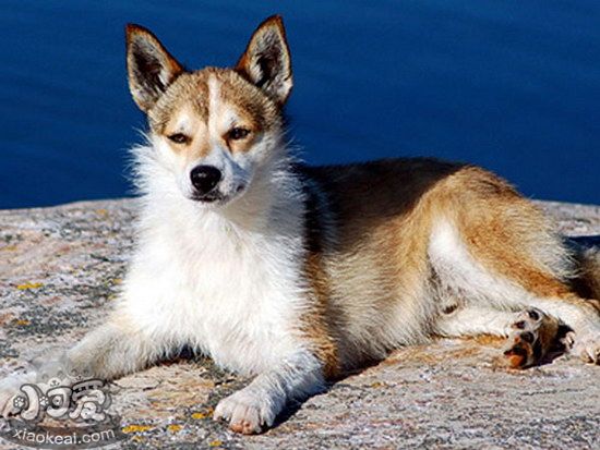 挪威倫德獵犬壞習(xí)慣怎么糾正 挪威倫德獵犬壞習(xí)慣糾正技巧1