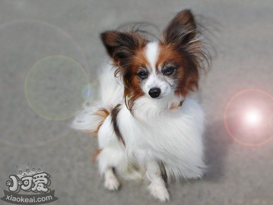 英國玩具獵鷸犬耳朵怎么清潔 耳朵清潔方法