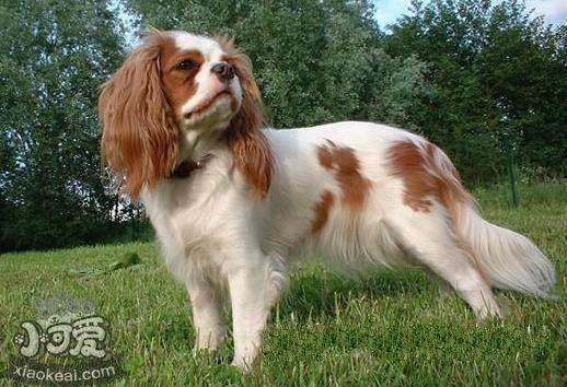 怎么訓(xùn)練英國玩具獵鷸犬不怕水