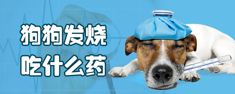 狗狗發(fā)燒吃什么藥1