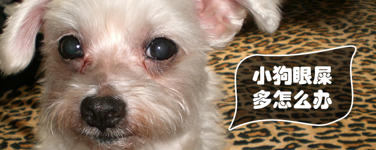 小狗眼屎多怎么辦1