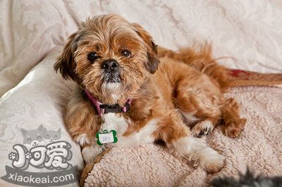 布魯塞爾格里芬犬牙齒如何護(hù)理