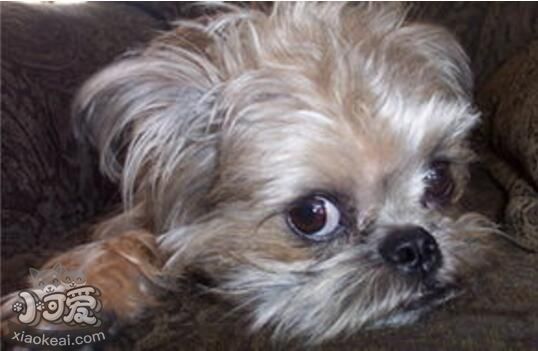 怎么訓(xùn)練布魯塞爾格里芬犬聽話