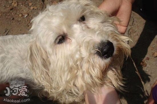 錫利哈姆梗拉肚子怎么處理 錫利哈姆梗拉稀治療方法1