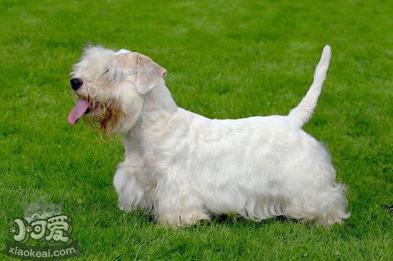 錫利哈姆梗怎么驅(qū)蟲(chóng) 錫利哈姆梗寄生蟲(chóng)預(yù)防方法1