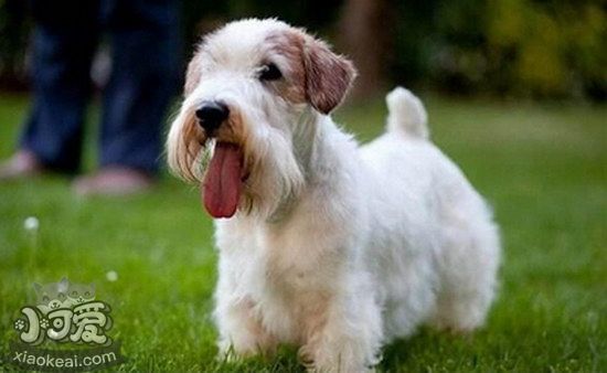 錫利哈姆梗牙齒怎么清潔 錫利哈姆?？谇蛔o(hù)理流程1