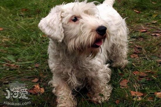 怎么訓(xùn)練錫利哈姆梗站立 錫利哈姆梗站立訓(xùn)練心得1