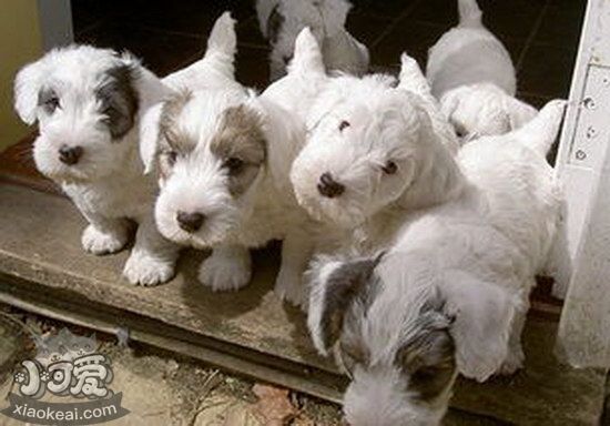 錫利哈姆梗壞習慣怎么糾正 錫利哈姆梗壞習慣糾正技巧1