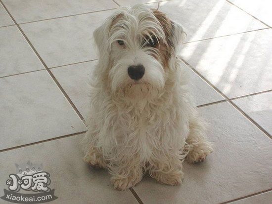 錫利哈姆梗隨行怎么訓(xùn)練 錫利哈姆梗出門隨行訓(xùn)練方法1