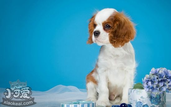 西班牙小獵犬中暑怎么辦 中暑解決辦法