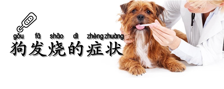 狗發(fā)燒的癥狀