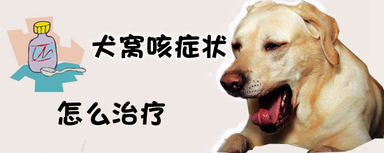 犬窩咳癥狀怎么治療