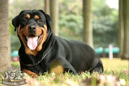 羅威納犬牙齒怎么清潔 羅威納犬牙齒親各級(jí)方法