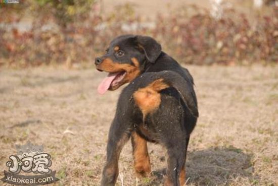 羅威納犬得了牙結(jié)石怎么辦 牙結(jié)石處理方法