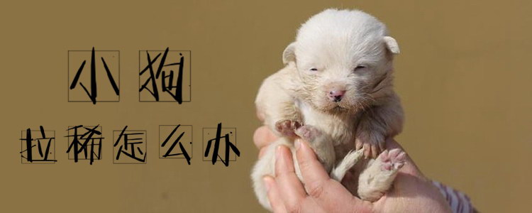 小狗拉稀怎么辦1