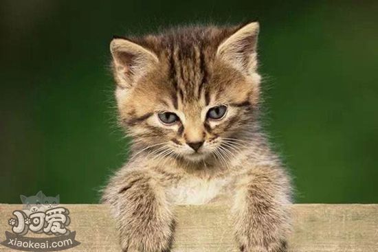 怎樣治療貓等孢球蟲病 貓等孢球蟲病治療方法