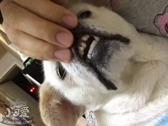 狗狗牙周炎怎么治療 狗狗牙周炎治療預防方法1