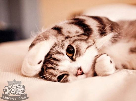 小貓拉稀怎么辦 幼貓拉肚子可以治嗎