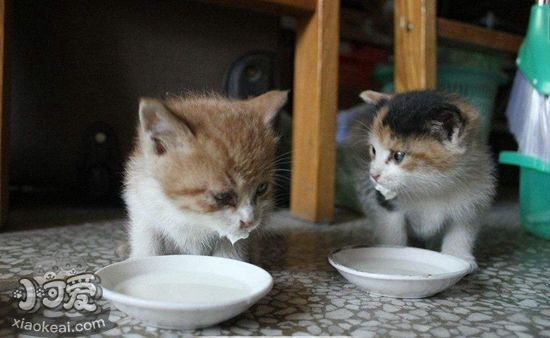 幼貓什么時候斷奶 幼貓斷奶最佳時期