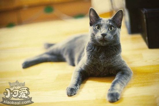 俄羅斯藍(lán)貓和英國藍(lán)貓的區(qū)別