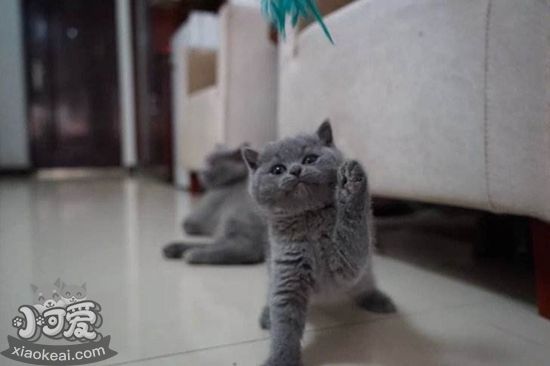 俄羅斯藍(lán)貓和英國藍(lán)貓的區(qū)別