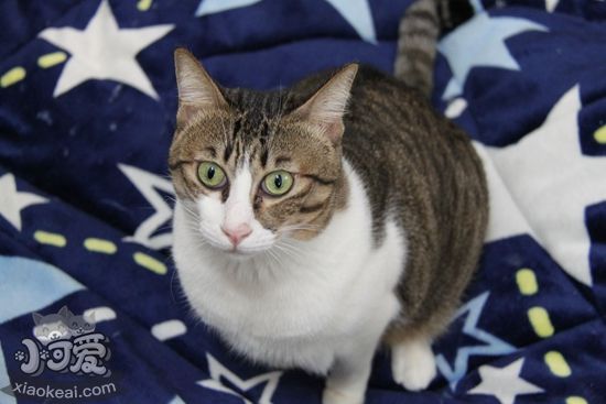 貓咪產(chǎn)后怎么護(hù)理 貓咪產(chǎn)后護(hù)理方法