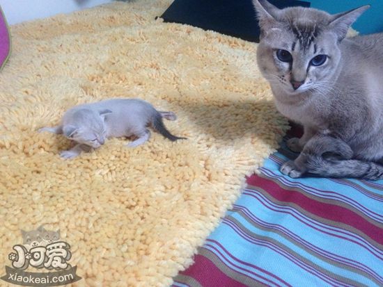 貓咪產(chǎn)后抑郁有什么癥狀 貓咪產(chǎn)后抑郁癥狀介紹