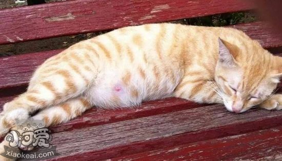 貓咪生產前兆有哪些 貓咪生產前兆詳解