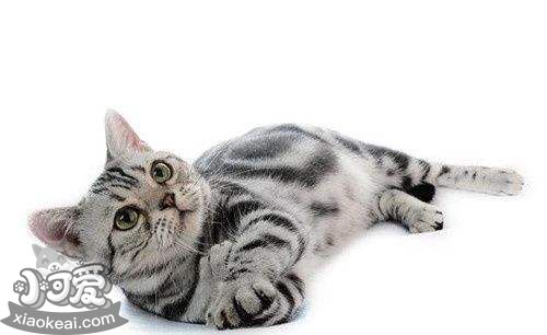 貓懷孕幾個月生產(chǎn) 貓咪懷孕時間