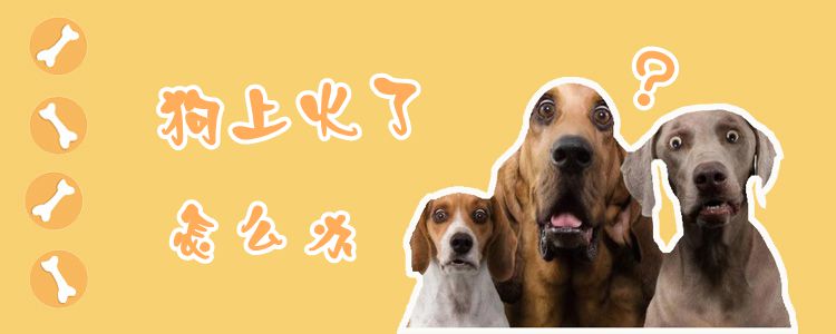 狗上火了怎么辦