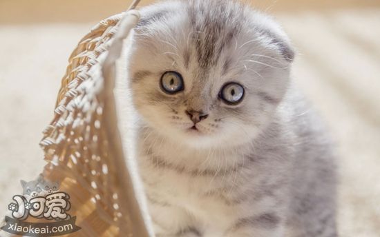 蘇格蘭折耳貓絕育后怎么護(hù)理 折耳貓絕育護(hù)理要點(diǎn)