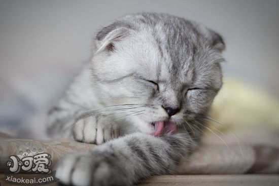 如何預(yù)防折耳貓流產(chǎn) 蘇格蘭折耳貓流產(chǎn)預(yù)防方法