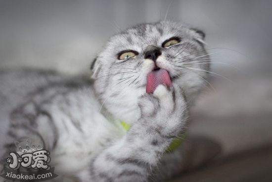 蘇格蘭折耳貓產(chǎn)后缺鈣怎么辦 折耳貓產(chǎn)后缺鈣解決辦法