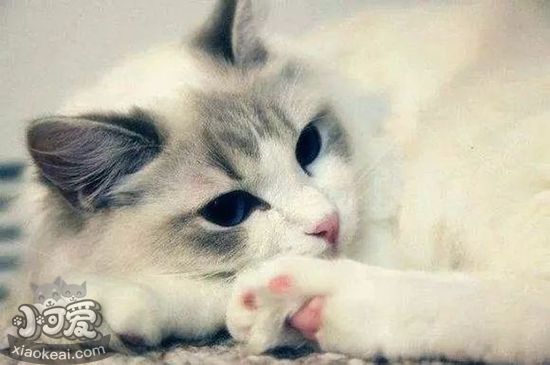 襤褸貓多大可以生小貓 襤褸貓適孕時(shí)間