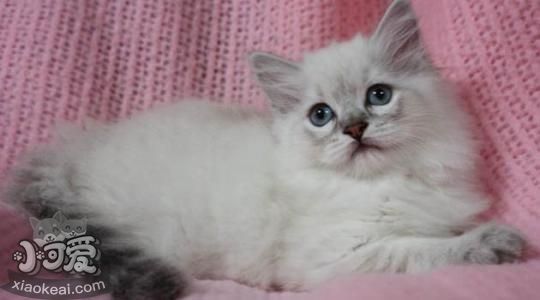 襤褸貓生產(chǎn)前要準(zhǔn)備哪些東西