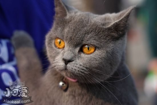 英國(guó)短毛貓懷孕是否可以吃海魚(yú)