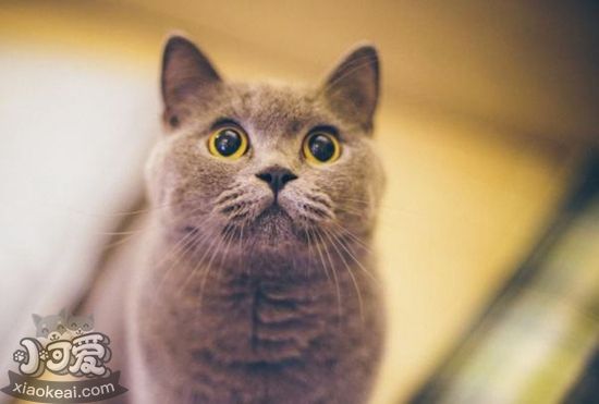 如何幫助英國(guó)短毛貓接生 英國(guó)短毛貓接生注意事項(xiàng)