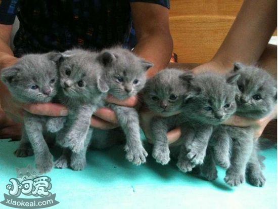 英國短毛貓分娩前要準(zhǔn)備什么 分娩前準(zhǔn)備事項(xiàng)