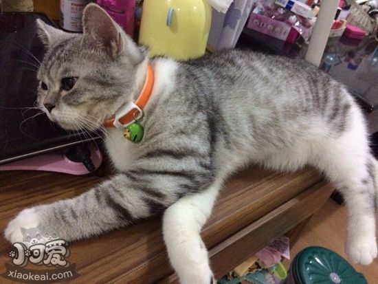 英國(guó)短毛貓懷孕要注意什么 英國(guó)短毛貓?jiān)衅谧⒁馐马?xiàng)